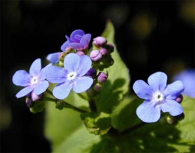 Forget-me-not Holidays